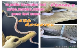 Corn Snake reptiles for sale: Different variations of lavender corn snake babies - Image 7