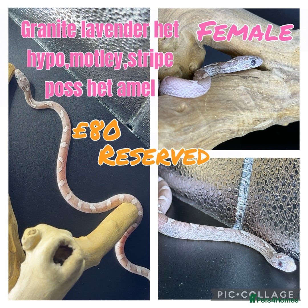 Corn Snake reptiles for sale: Different variations of lavender corn snake babies - Image 7
