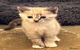 Mixed Breed cats for sale: Stunning cream tabby girl & 2 tabby boy kittens - Image 1