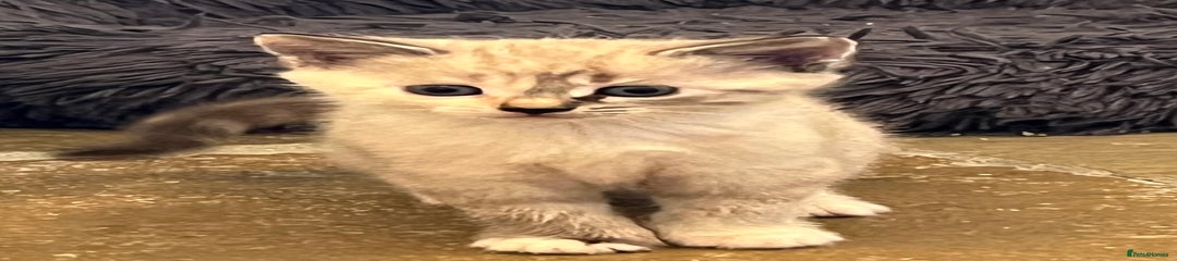 Mixed Breed Kitten 2