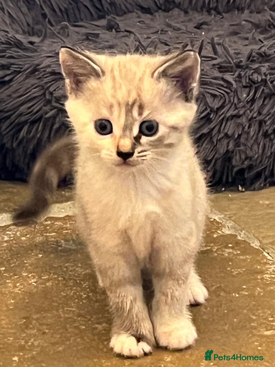 Mixed Breed cats for sale: Stunning cream tabby girl & 2 tabby boy kittens - Image 1