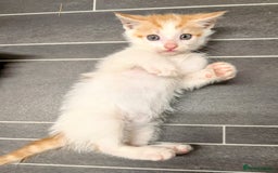 Maine Coon cats for sale: Maine coon  - Image 12