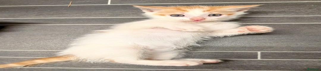 Maine Coon Kitten 3