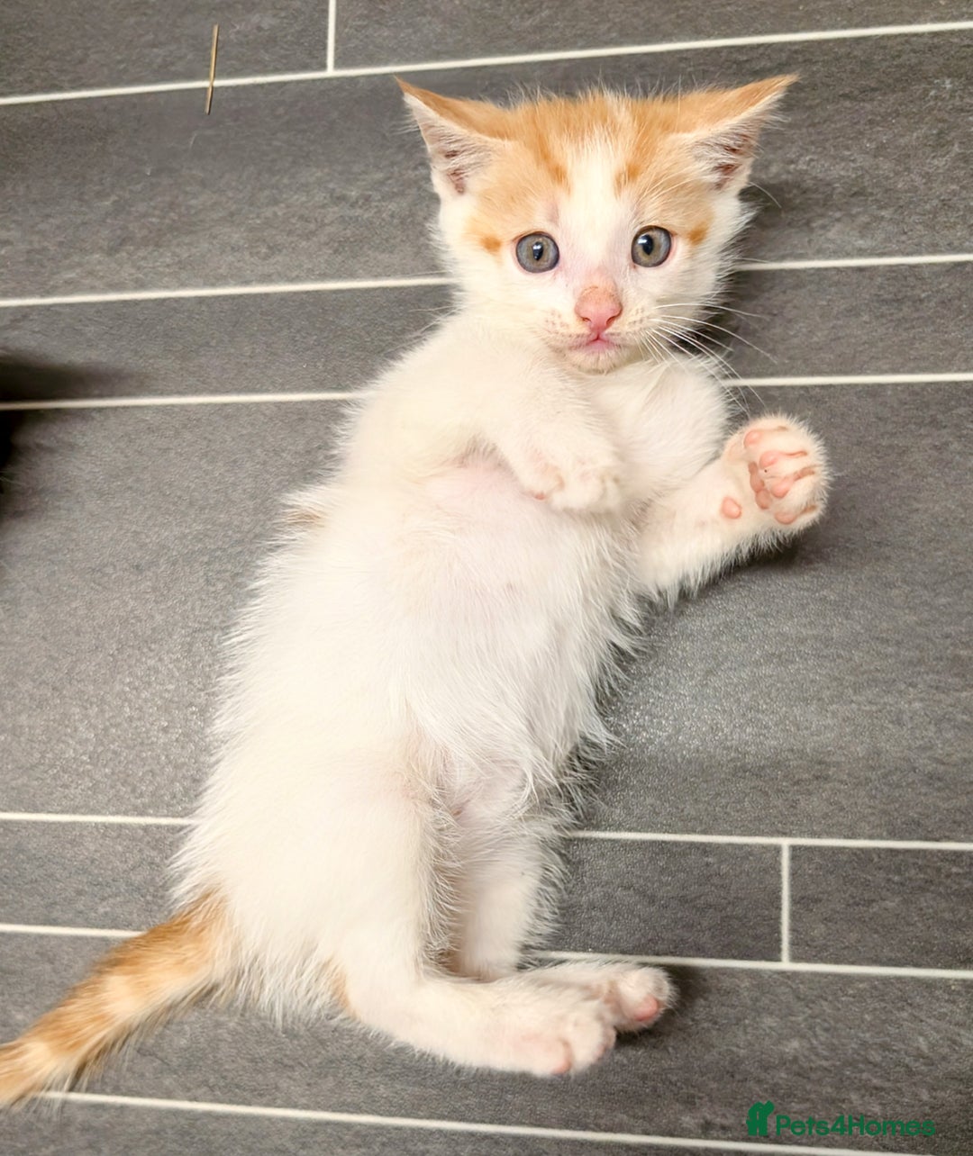 Maine Coon cats for sale: Maine coon  - Image 12