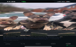French Bulldog dogs for sale: French bulldog puppies for sale  - Image 7