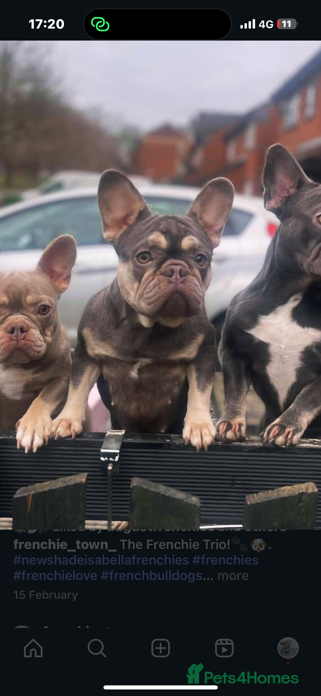 French Bulldog dogs for sale: French bulldog puppies for sale  - Image 7