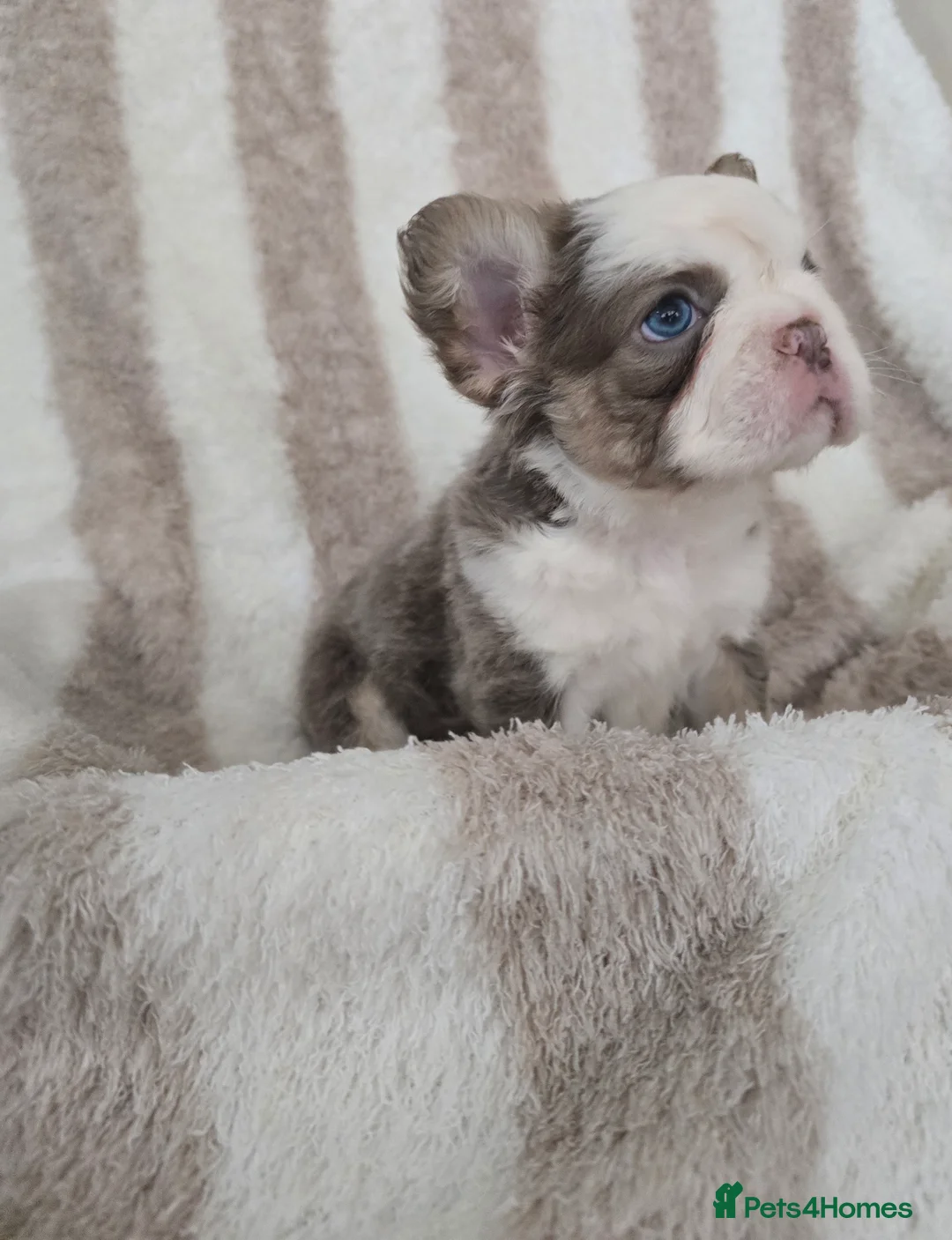 French Bulldog dogs for sale: Beautiful Frenchie Pups Available  - Advert 3