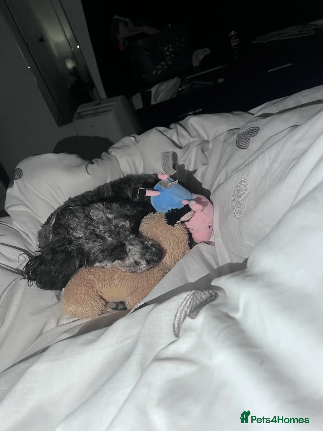 Maltipoo dogs for sale: F1 Maltipoo puppies  - Advert 2