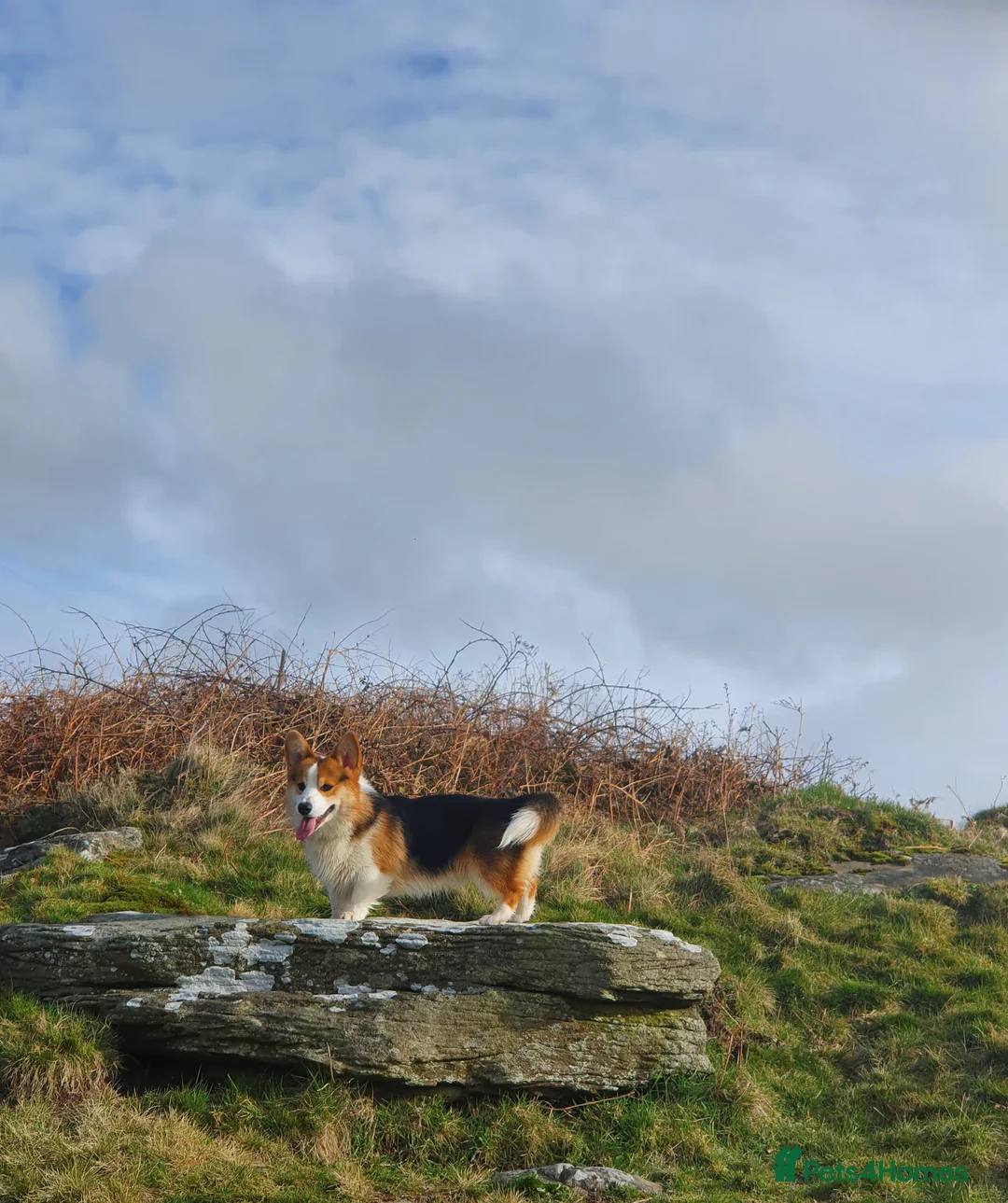 Welsh Corgi Pembroke dogs for stud: Kc reg Serbian import for stud in Blackwood - Advert 9