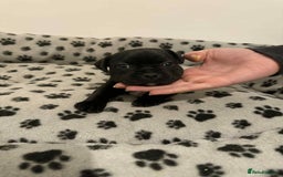Staffordshire Bull Terrier dogs for sale: Champion lines Staffordshire Bull terrier puppies - Image 26