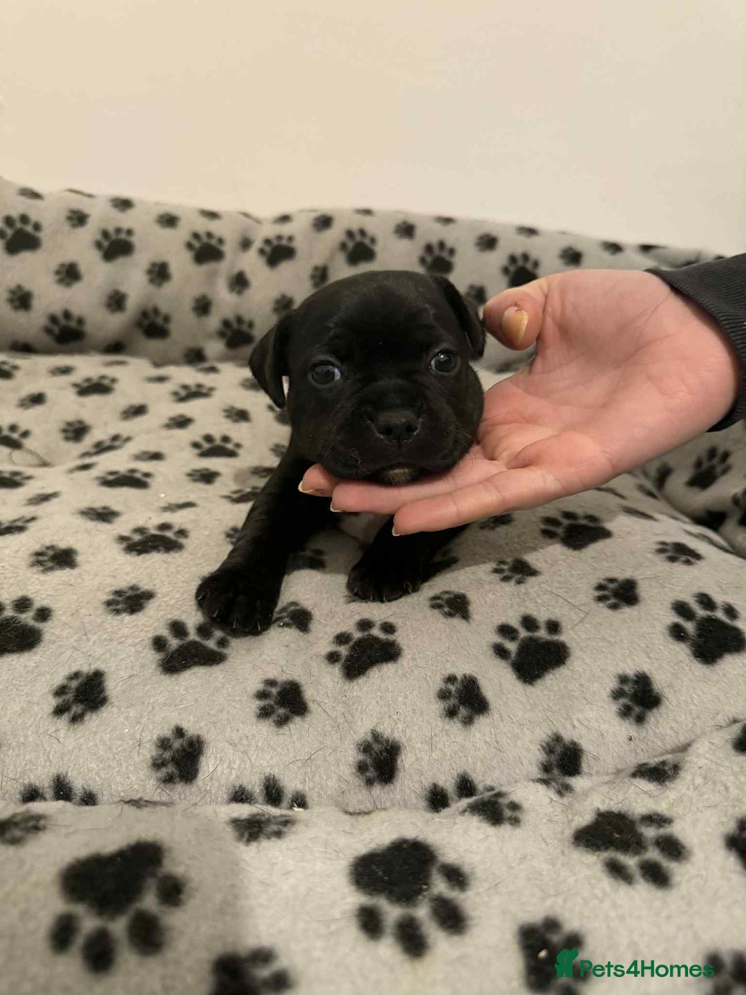 Staffordshire Bull Terrier dogs for sale: Champion lines Staffordshire Bull terrier puppies - Image 26