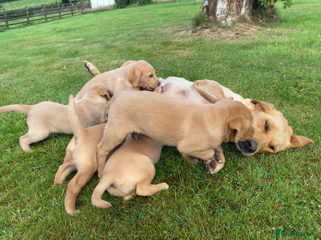 Labrador Retriever dogs for sale: Beautiful KC registered Red Fox Labrador puppies - Image 5