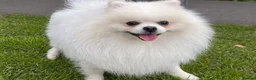 Pomeranian dogs for sale: White KC registered Male - Advert 10