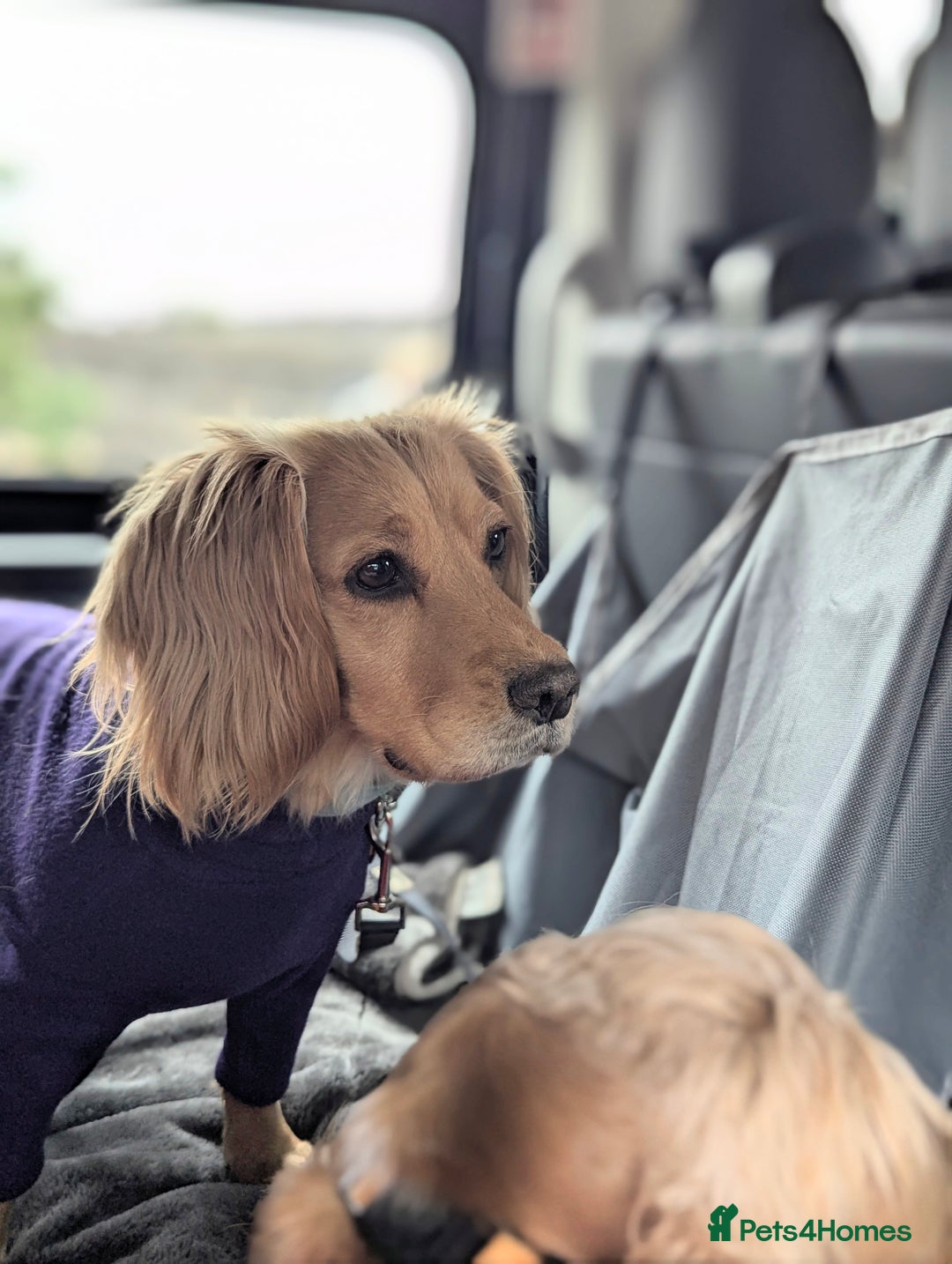 Cocker Spaniel dogs for sale:  CHAMPION BLOODLINE WORKING COCKER WAITING LIST  - Advert 15