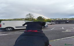Mixed Breed dogs for sale: 6 Month Old Female Rehoming - Image 12