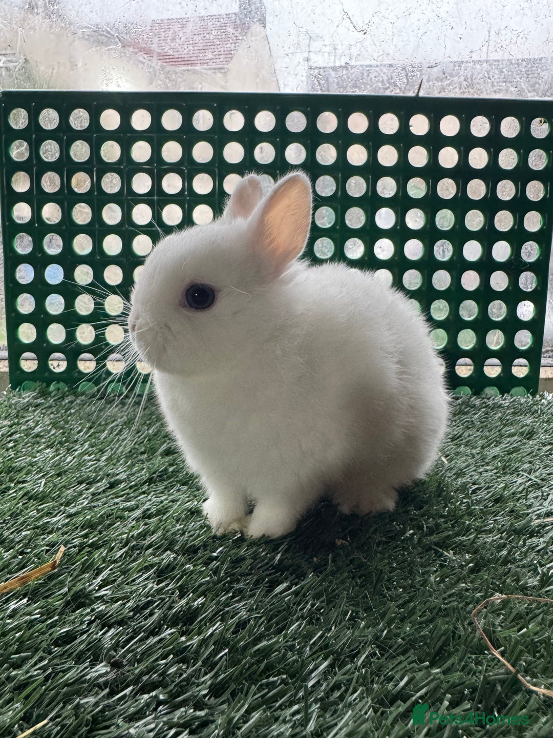 Netherland Dwarf rabbits for sale: Pure breed Netherlands dwarf  - Advert 9