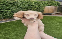 Miniature Dachshund dogs for sale: KC Long Haired Cream Carriers Miniature Dachshunds - Image 15