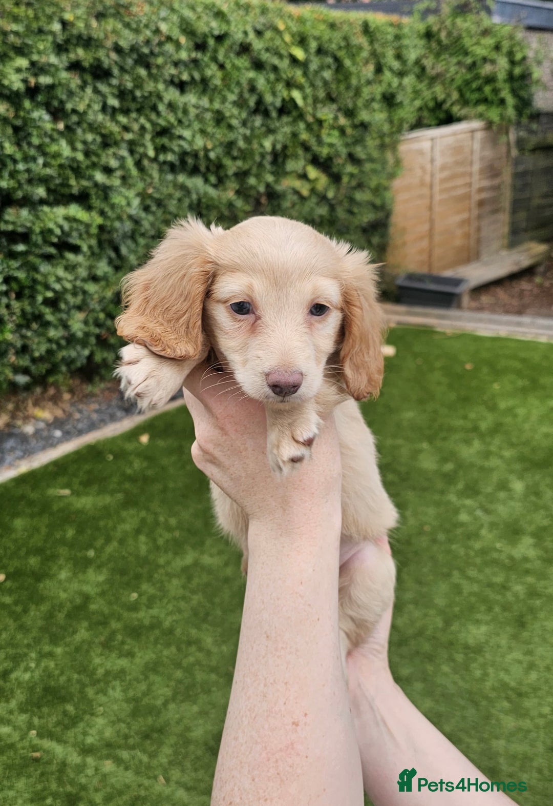 Miniature Dachshund dogs for sale: KC Long Haired Cream Carriers Miniature Dachshunds - Image 15