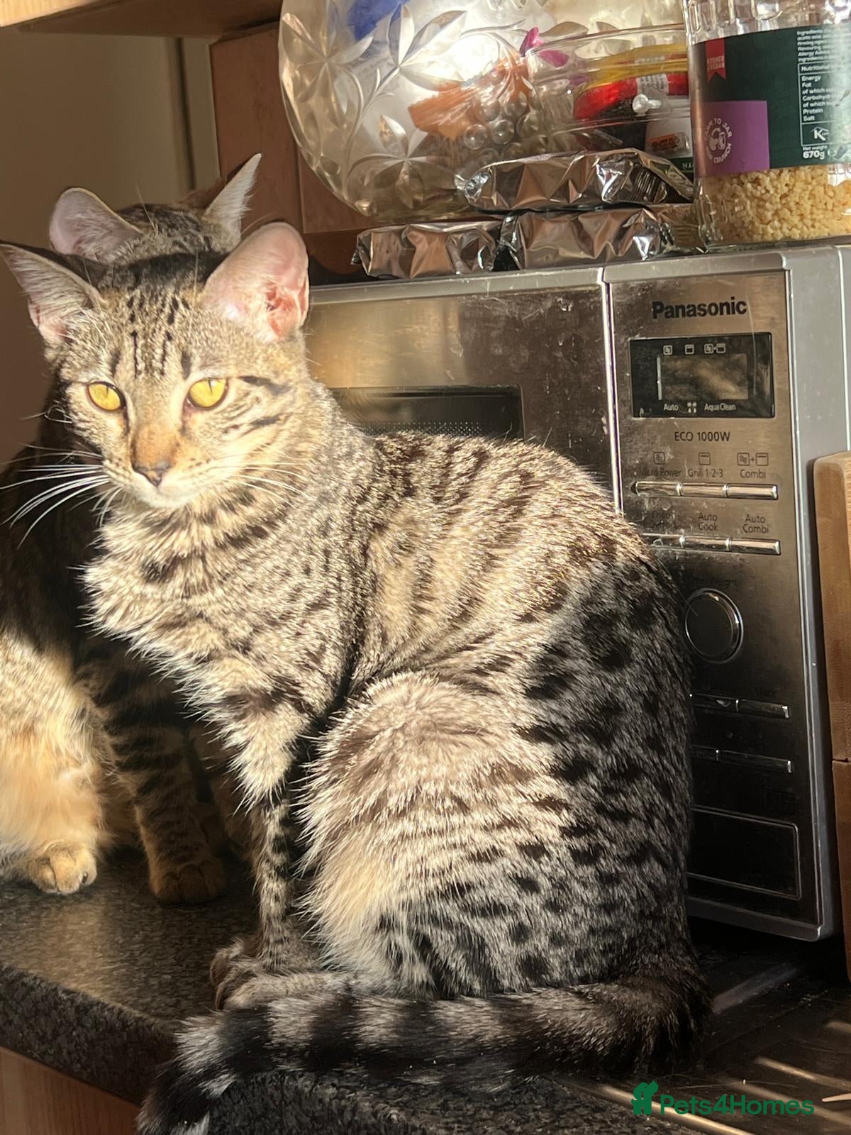 Mixed Breed cats Kittens dad Bengal mum Ragdoll *2 girls Left* - Advert 1