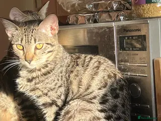 Mixed Breed cats Kittens dad Bengal mum Ragdoll *2 girls Left* - Advert 1