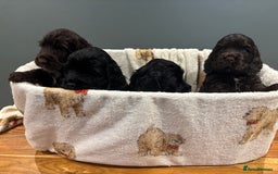 Cocker Spaniel dogs for sale: Show-type KC reg. chocolate cocker spaniel puppy  - Advert 3