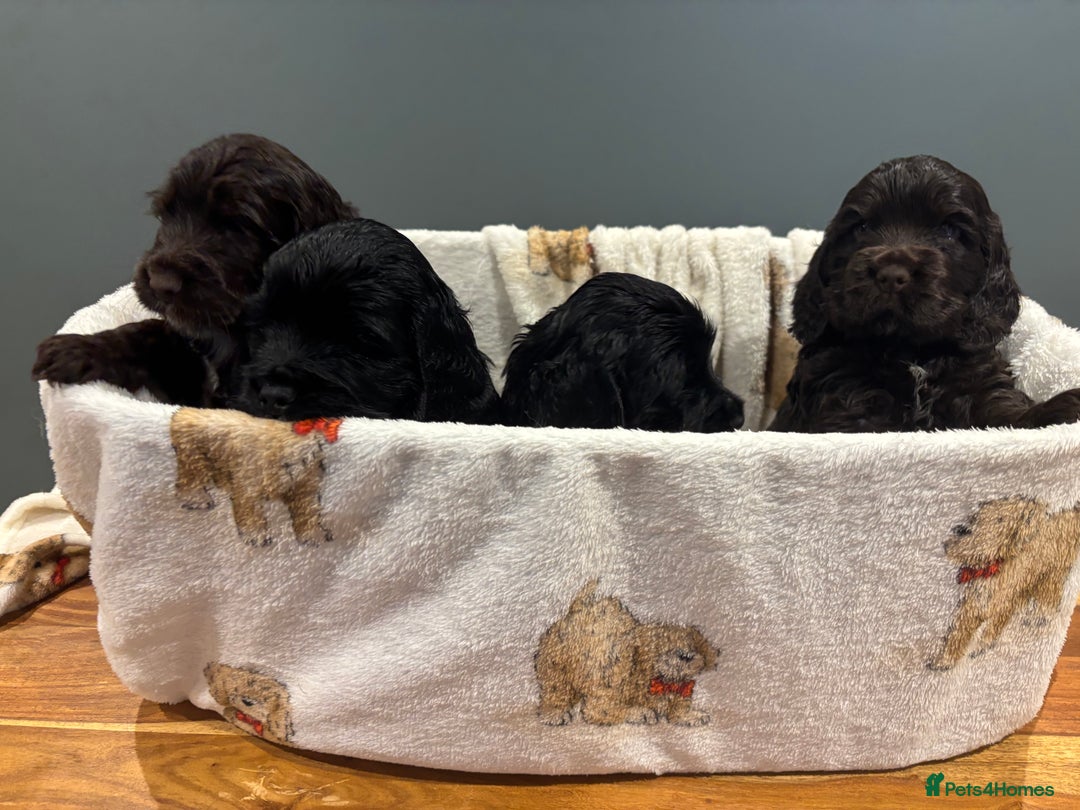 Cocker Spaniel dogs for sale: Show-type KC reg. chocolate cocker spaniel puppy  - Advert 3