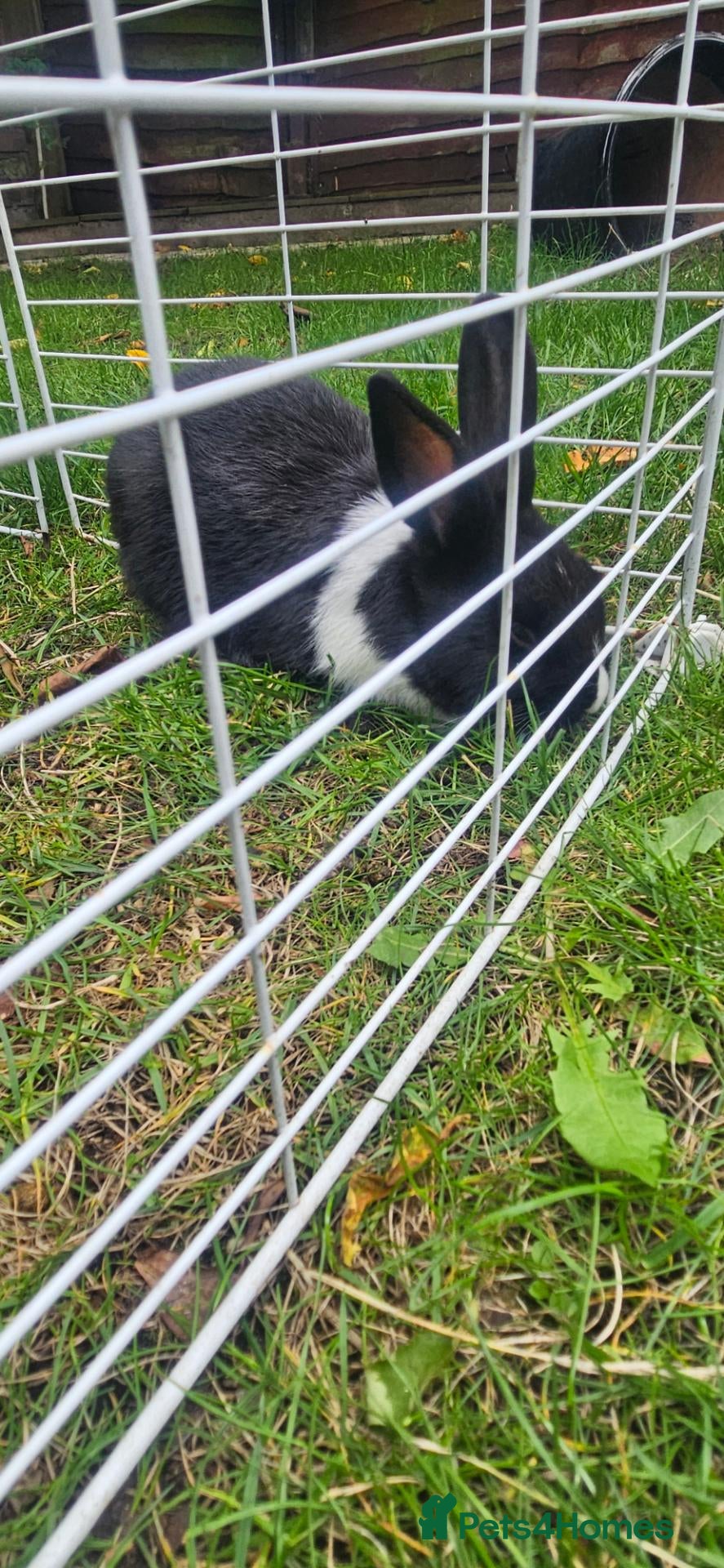 Mixed Breed rabbits They are friendly rabbits 💕 - Advert 2