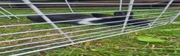 Mixed Breed rabbits for sale: They are friendly rabbits 💕 - Advert 2