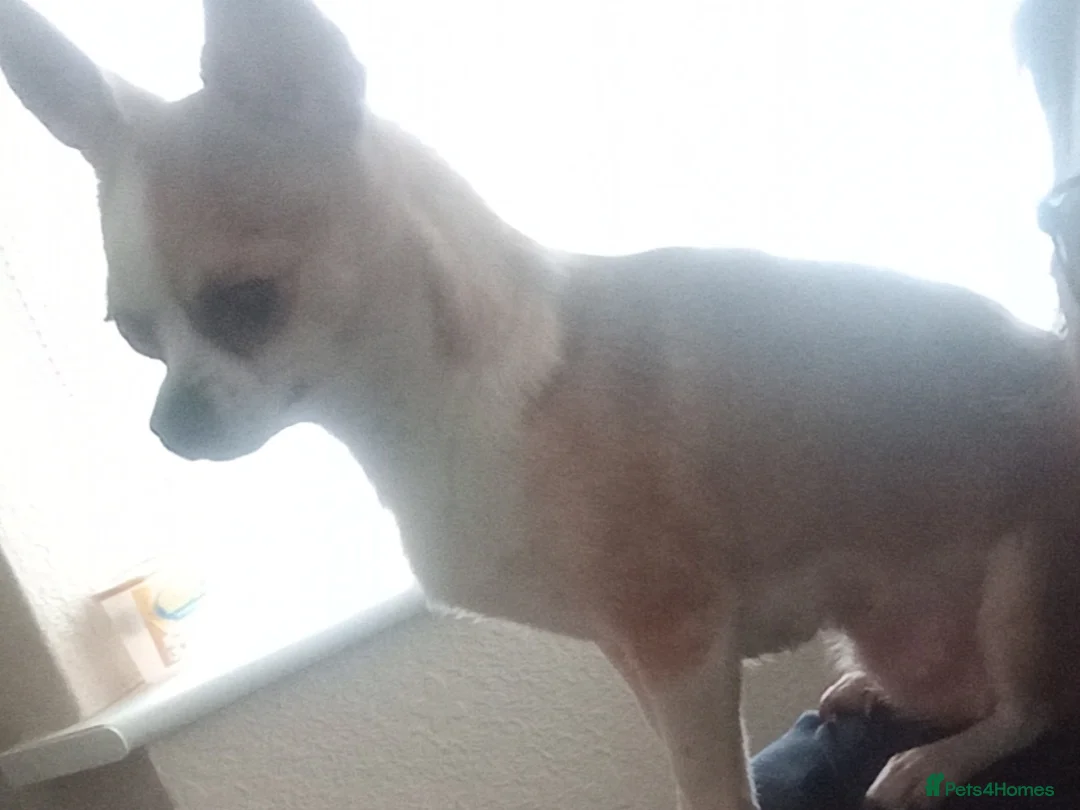 Chihuahua dogs for sale: Long haired chihuahua puppies for sale  - Advert 1