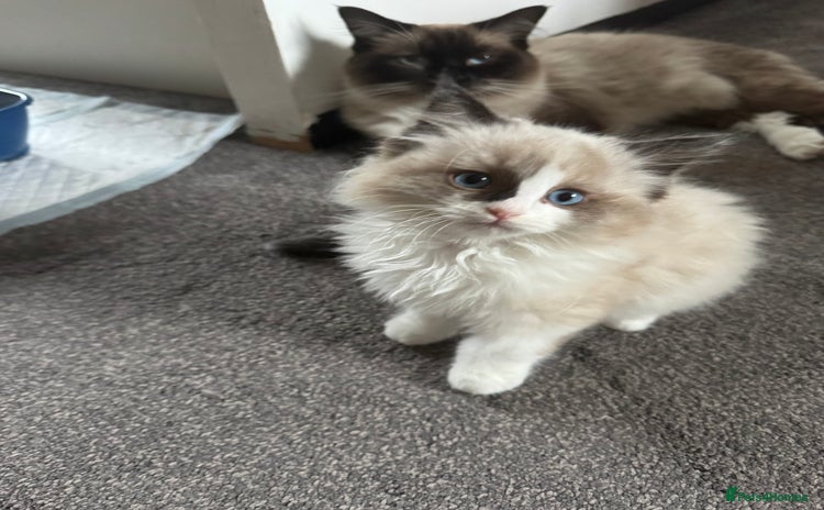 Ragdoll cats Gorgeous fluffy Ragdoll boy - Advert 3