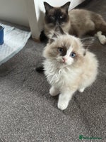Ragdoll cats Gorgeous fluffy Ragdoll boy - Advert 2