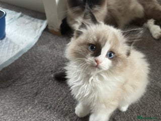 Ragdoll cats Gorgeous fluffy Ragdoll boy - Advert 6