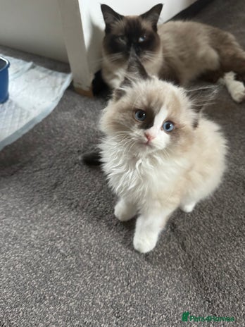 Ragdoll cats Gorgeous fluffy Ragdoll boy - Advert 3