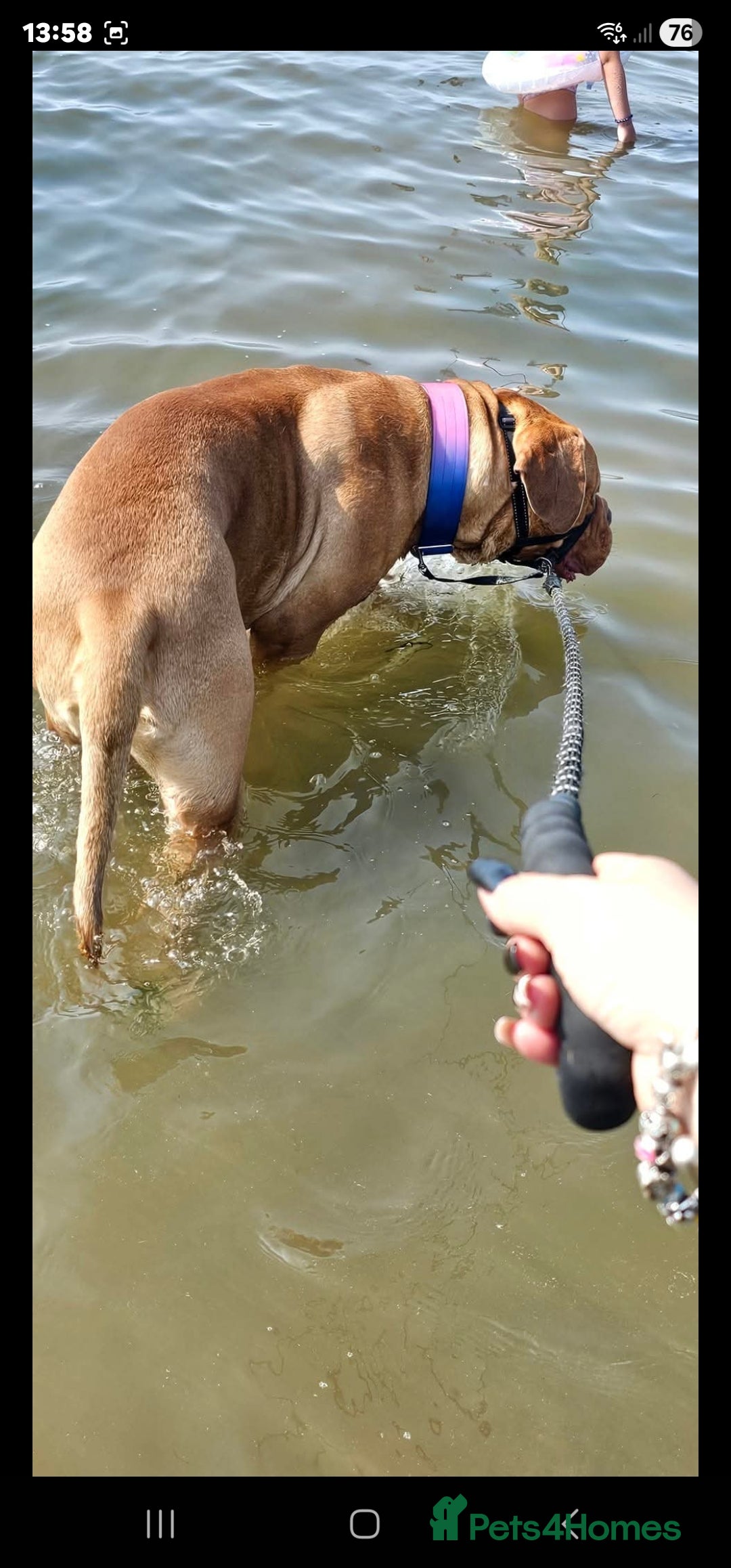 Dogue De Bordeaux dogs for sale: This is hooch male 3 years old  - Advert 6
