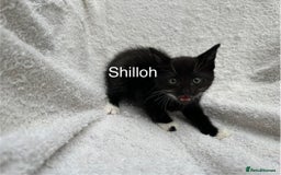 Mixed Breed cats for sale: 5 kittens looking for a home - Image 5