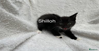Mixed Breed cats - Advert 13
