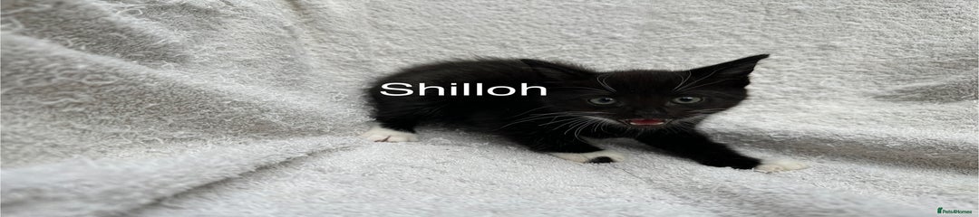 Shilloh