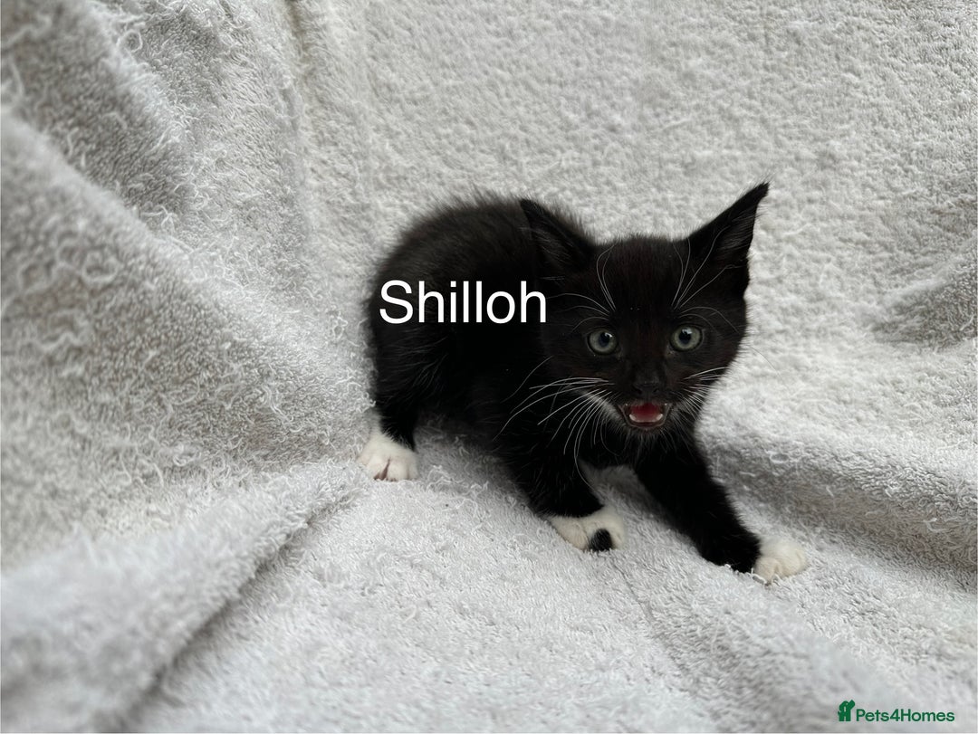 Mixed Breed cats for sale: 5 kittens looking for a home - Image 5
