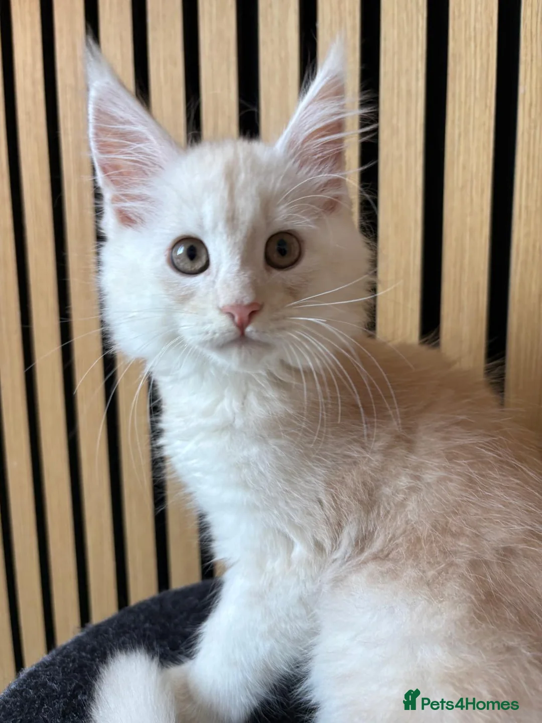 Maine Coon cats for sale: Our last kitten -TICA registered! - Advert 20