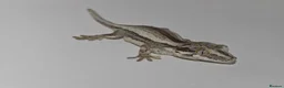 Gecko reptiles for sale: Gargoyle Gecko in Bexleyheath - Advert 3