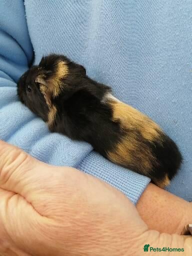 Guinea Pig rodents Fluffy guinea pig babies  - Advert 19