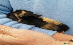 Guinea Pig rodents for sale: Fluffy guinea pig babies  - Advert 1