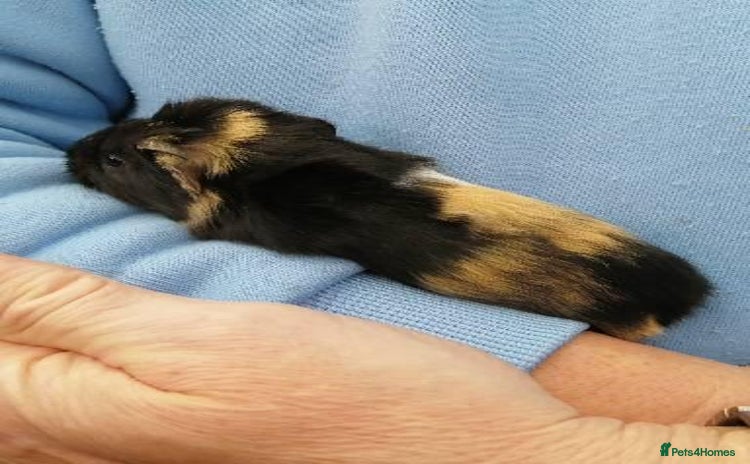 Guinea Pig rodents Fluffy guinea pig babies  - Advert 1