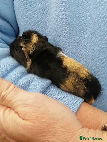 Guinea Pig rodents Fluffy guinea pig babies - Advert 1