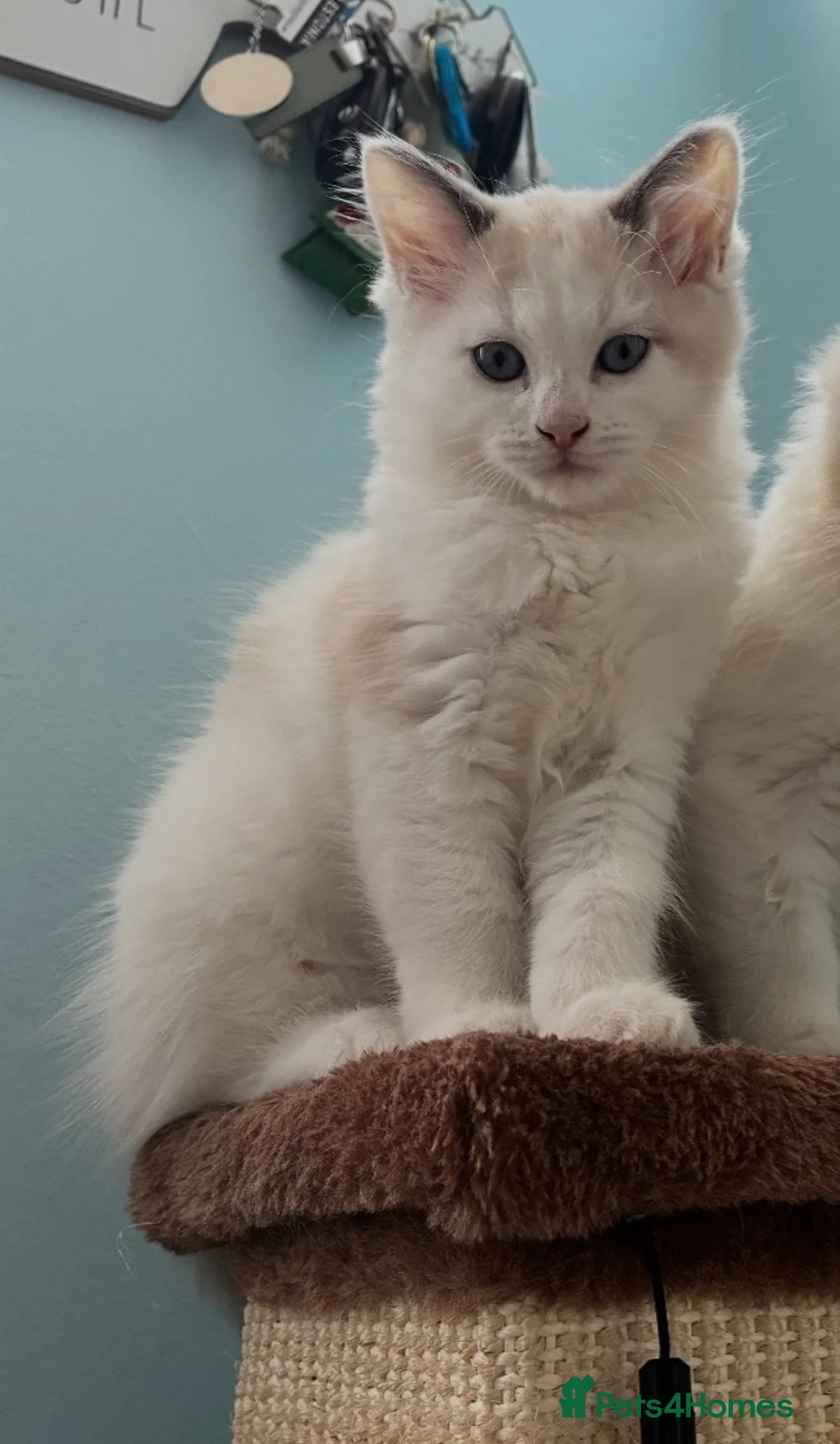 Ragdoll cats for sale: Ragdoll kittens - Advert 1