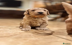 Mini Goldendoodle dogs for sale: Goldendoodle Puppies F2– Therapy & Support Dog Mum - Image 2