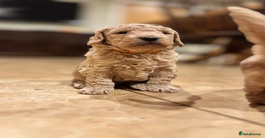 Mini Goldendoodle dogs - Advert 8