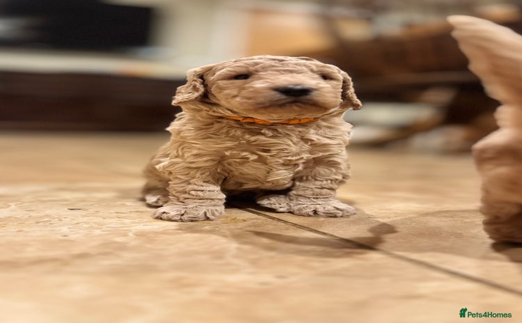 Mini Goldendoodle dogs - Advert 1