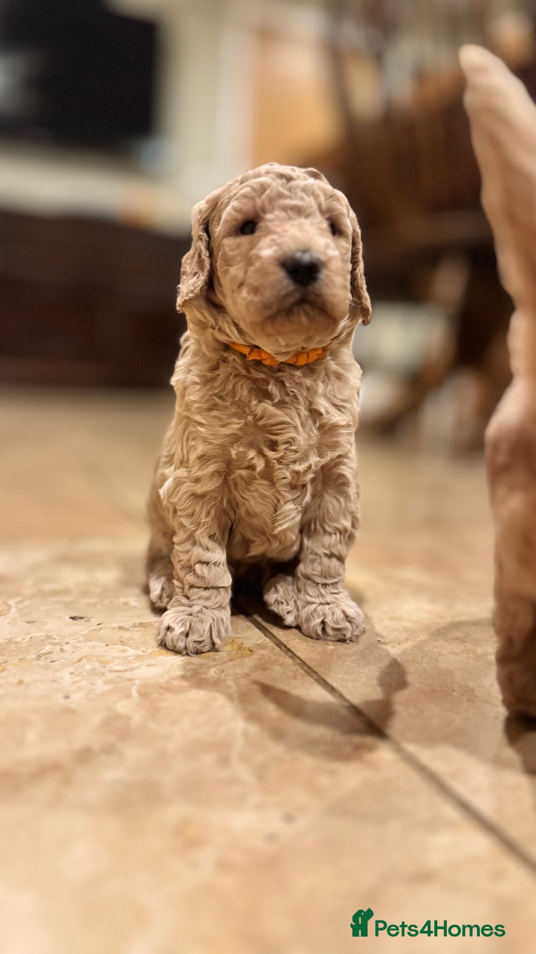 Mini Goldendoodle dogs for sale: Goldendoodle Puppies F2– Therapy & Support Dog Mum - Image 2