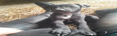 Whippet 4